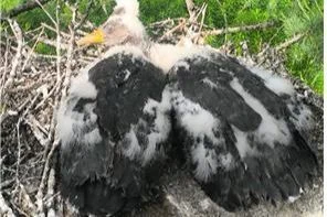 Korea, Mongolia partner to bring back endangered bird after 5-decade absence