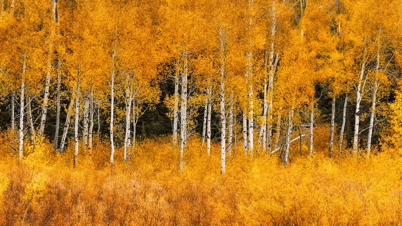 Aspen trees provide a natural buffer against wildfires, even as fire season intensifies, study shows