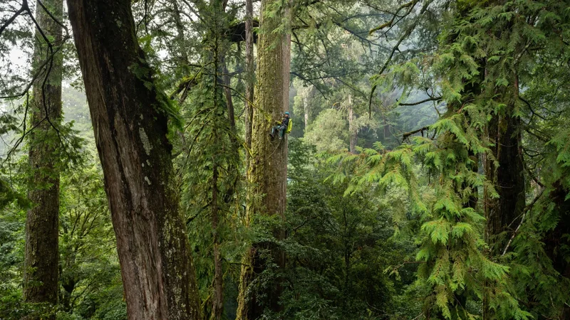 Scientists went looking for giant trees in Taiwan and found a lost world