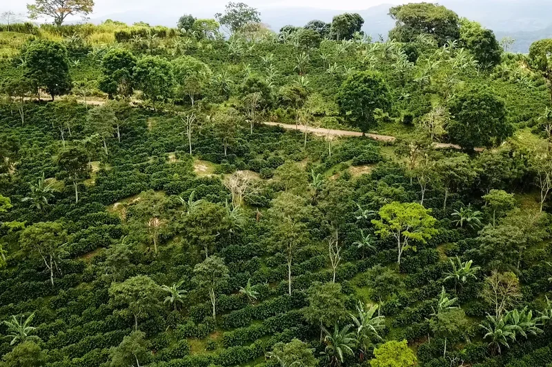 This can be the era of transformational global development despite aid cuts, Rainforest Alliance says