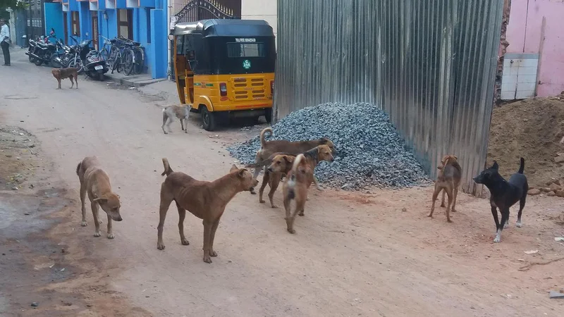 Greater Chennai Corporation to impose ₹25,000 fine on residents who abandon pet dogs