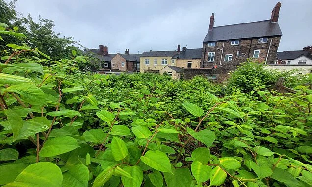Worst hotspots for Japanese knotweed revealed as homeowners are forced to pay up to £15,000 to battle invasive plant that wrecks gardens and house values