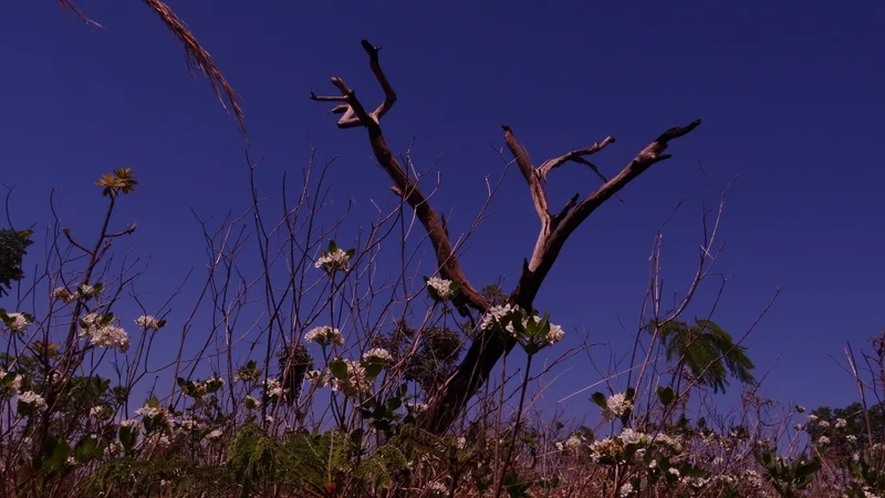 Brazil Native Vegetation Cover Declines 14 Points in 41 Years, MapBiomas Data Show