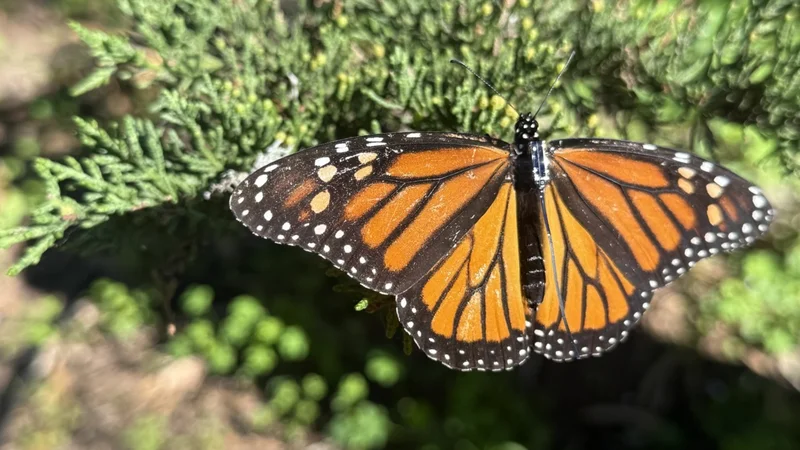 Putting tiny backpacks on butterflies—for science