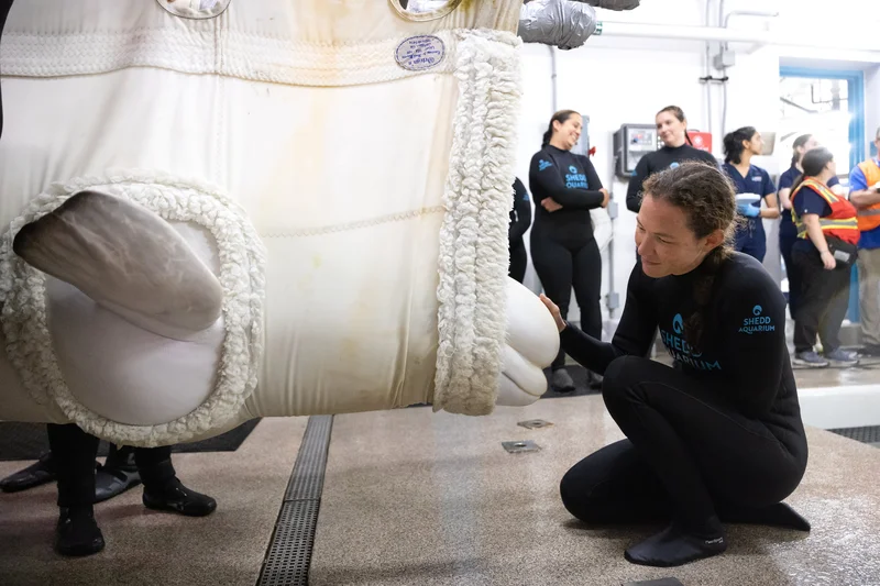 Four more Marineland beluga whales arrive in Chicago as part of rescue plan