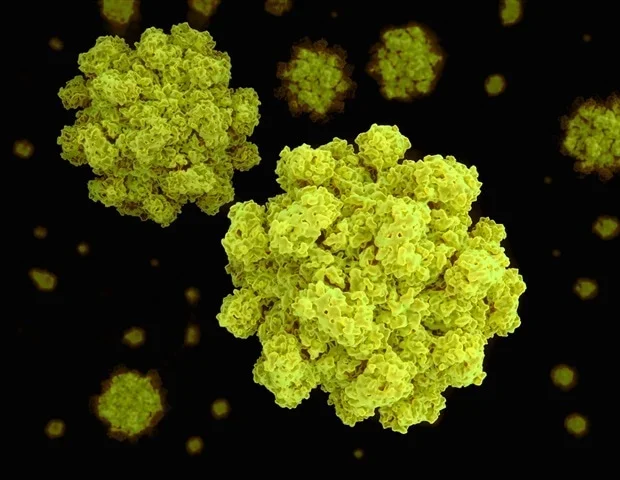 Cryo-EM study reveals dynamic structure of human norovirus