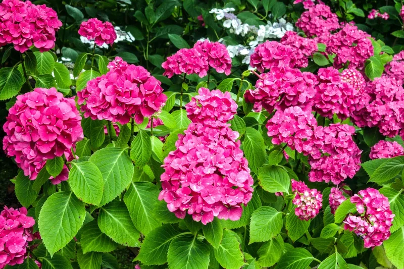 The plants to save during a hosepipe ban – and those that can survive without water