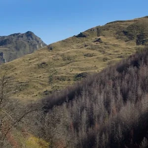 Government announces $1 million community fund to fight wilding pines