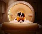 Dogs can distinguish between fearful and angry or sad human faces, brain scans suggest