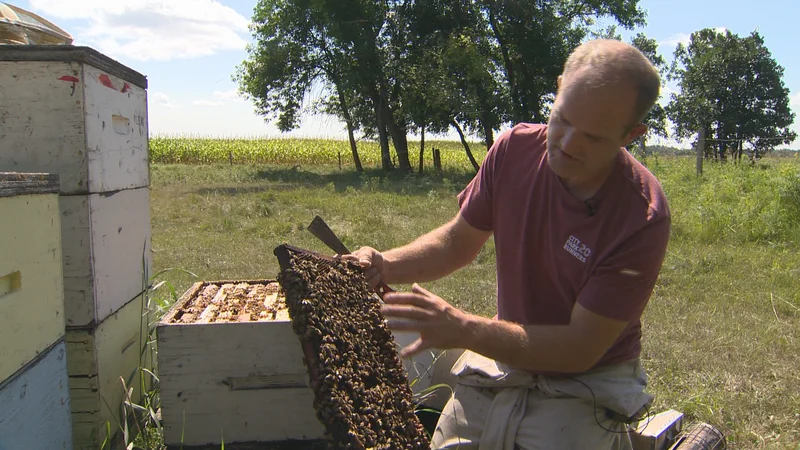 Manitoba beekeepers feeling sting of potential 50 per cent tariff
