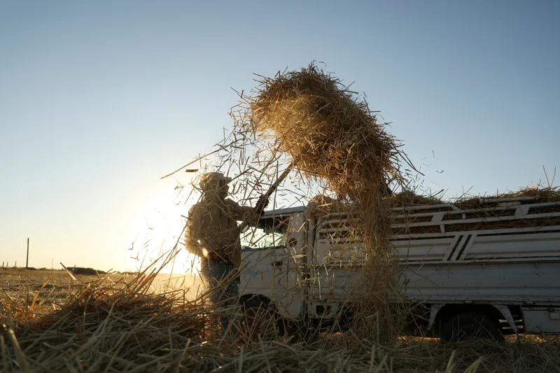 Syria says wheat output meets domestic demand after 15 years