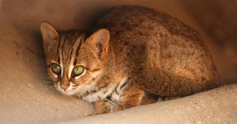 Roads in India are a deadly risk to the world’s smallest wild cat