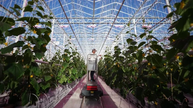 Canada could add billions to its economy by processing more food. Here's what it's trying