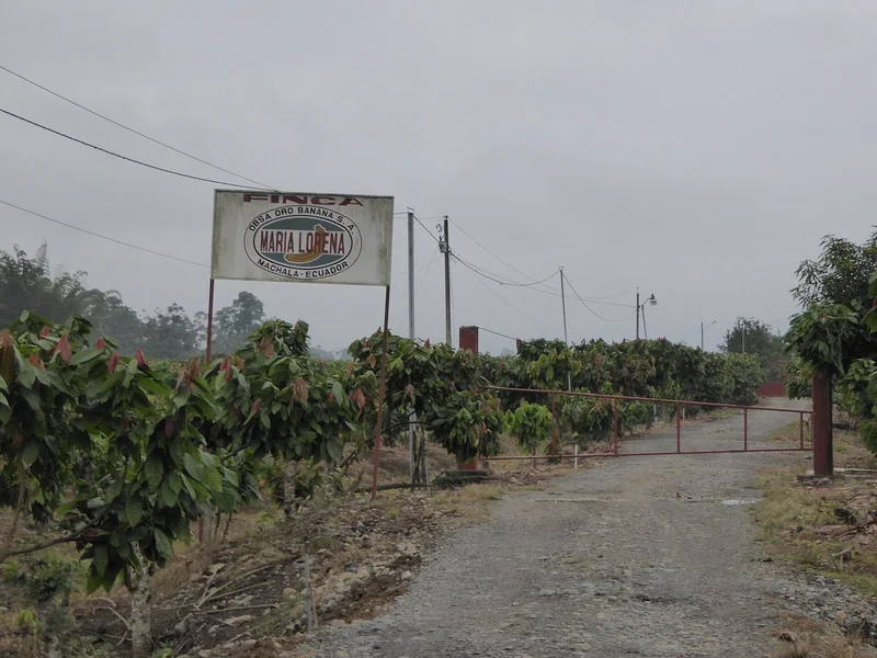Ecuador Cocoa Brand Aims at the Premium Chocolate Shelf