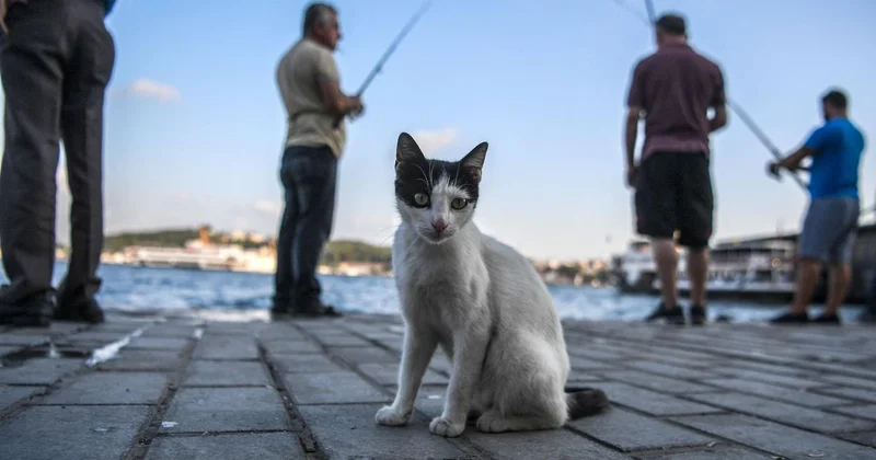 Cats were domesticated thousands of years ago. Are they finally getting tamer?