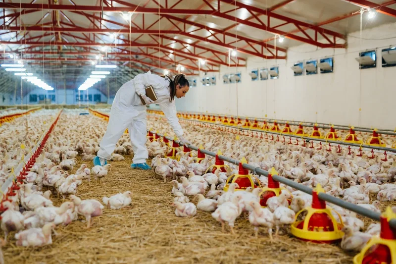 H5N1 infections remain rare among workers exposed to infected birds