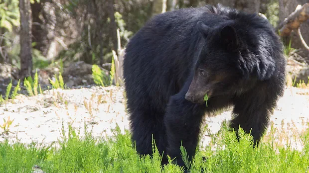 Conservation officers say RCMP weren't mistaken in shooting bear that attacked 3-year-old