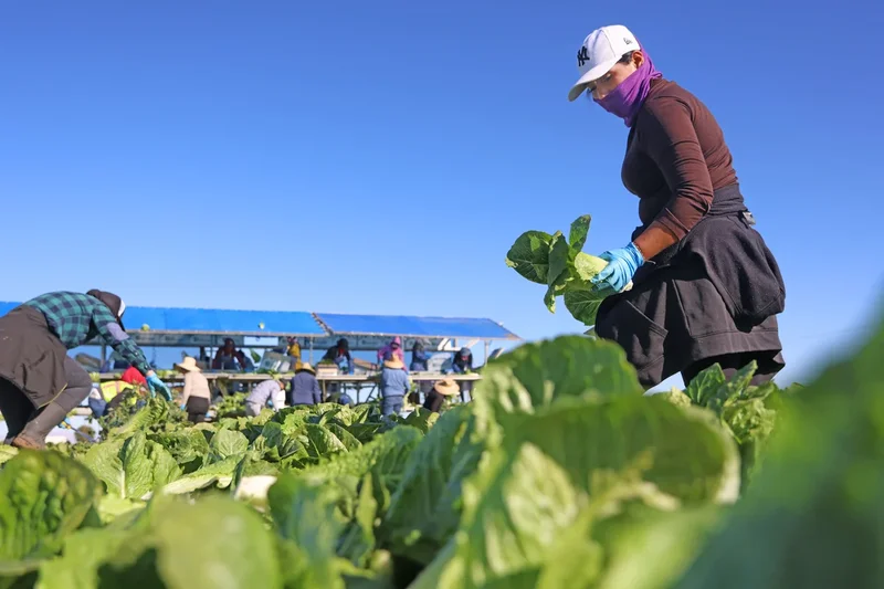 Michigan says residents can eat lettuce again after explosive diarrhea parasite sickened 12,000