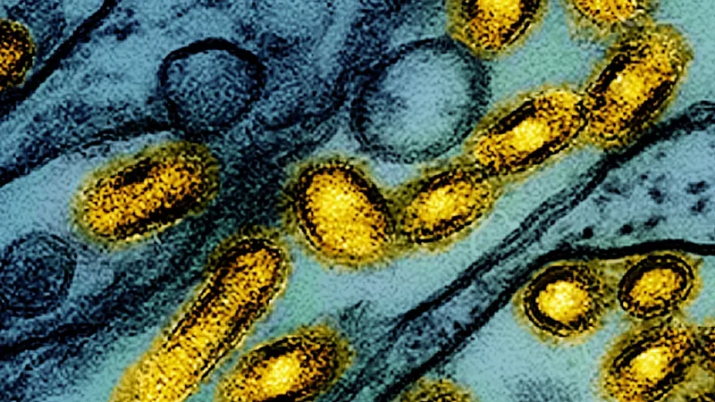 ‘It scares me more than anything else’: Inside the next global health crisis