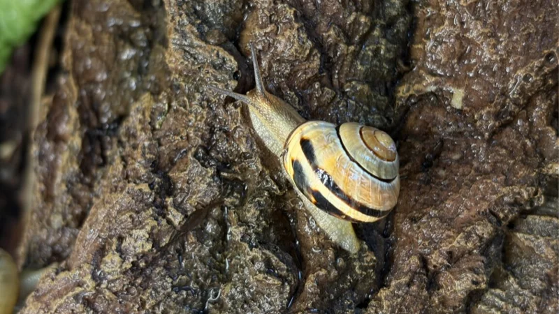 How snails engineer their slime