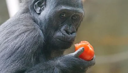 Meat Wasn't the Only Food That Drove Early Humans to Evolve Bigger Brains. Sugar May Have Fueled the Organ's Enlargement, Too