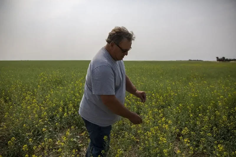Saskatchewan senator, farmer Todd Lewis dies at 65