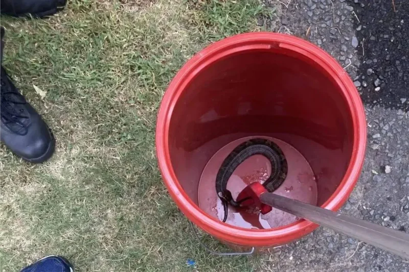 High Schooler Plays Football With Venomous Snake in His Helmet for an Hour, Somehow Escapes Unscathed