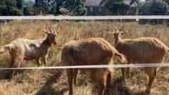 Royal Golden Guernsey Goats join conservation herd