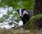 Too many holes! Why badgers are digging up Britain’s lovingly maintained golf courses