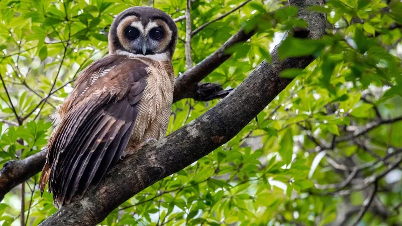Hong Kong’s biodiversity ‘richer than we know’ but many species lack protection