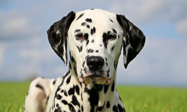 The real reason you hardly see Dalmatians, Poodles or Border Collies anymore: Owners now look for 'lazier options' with 'low exercise needs, no shedding and little use for gardens'