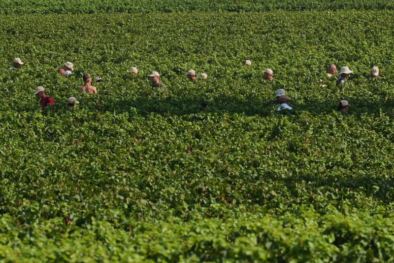 Extreme heat is reshaping Italy’s sparkling wine industry with early harvests and nighttime picking