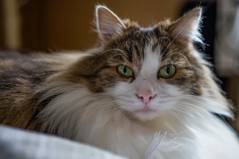 Cat owners warned of unique risk that increases in hot weather