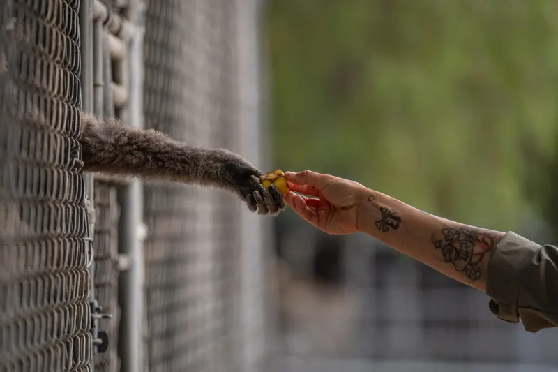 A California house painter taught himself about gibbons 50 years ago — and now his center is a world-leading rescue facility