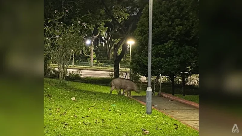NParks sued over alleged negligence in wild boar attack, Botanic Gardens falls