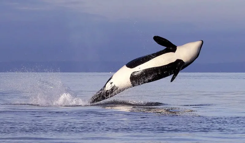 Can Carney fast-track a pipeline while also protecting endangered orcas?