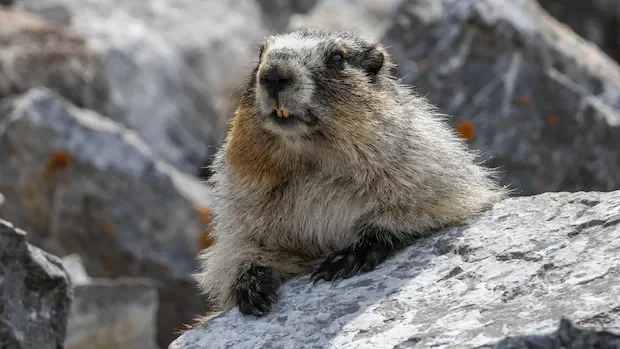 Mountain marmot hitches ride to Calgary-area home