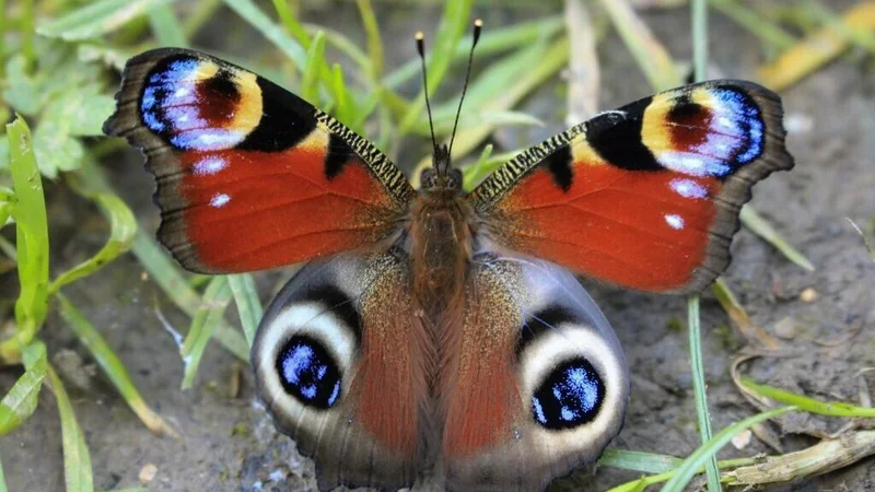 As the planet heats up, butterflies are seeking out cooler climes