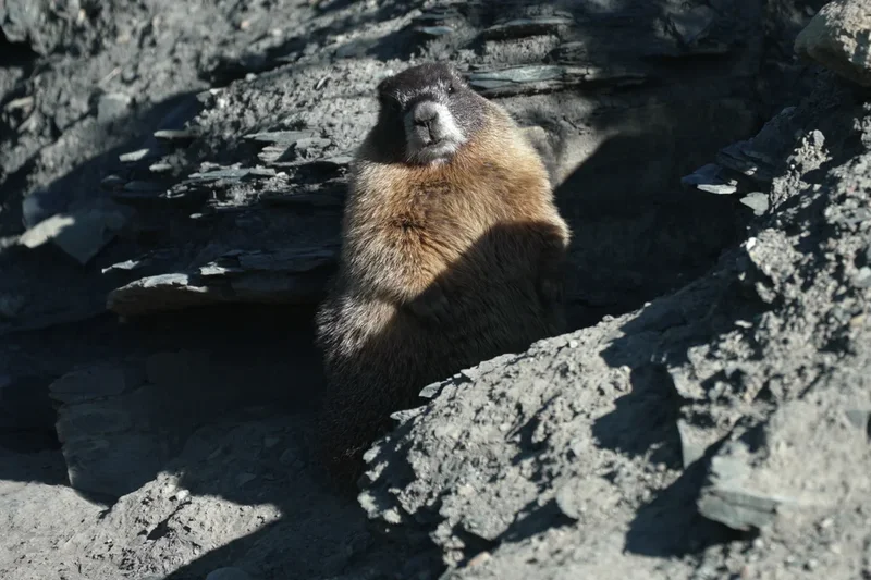 Move over bears. Fat Marmot Week puts a spotlight on the alpine rodents