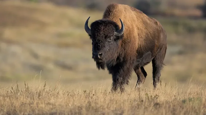 Tourists get dangerously close to massive bison in stunning nature video posted online