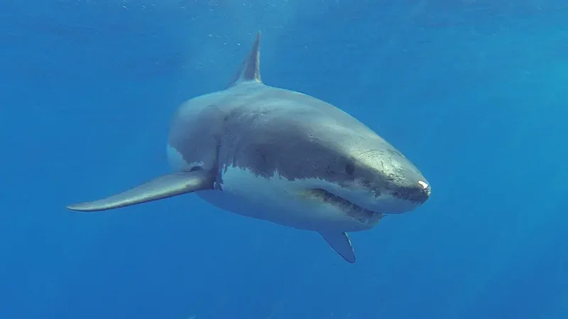 Veteran lifeguard, 71, dragged underwater off the coast of Maine by great white shark