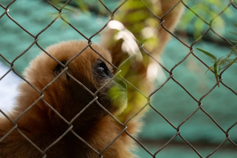 The California sanctuary which has been caring for endangered singing gibbons for 50 years
