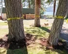 Nearly 30 pine trees intentionally poisoned in Lake Tahoe’s Nevada side