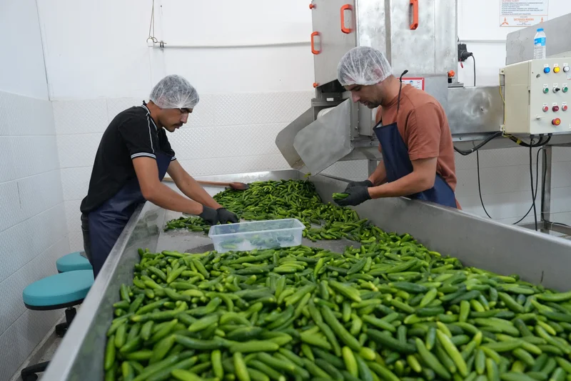 Türkiye’s Çubuk pickles gain recognition in global markets