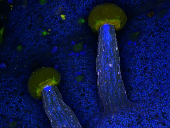 “We Wanted to Create An Experience of Microscopic Awe”: A Radical New View of Sacred Plants