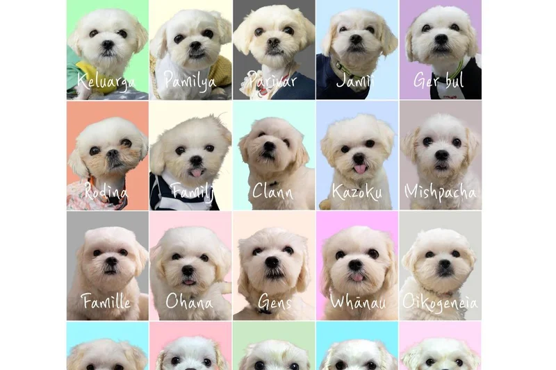 From shelter to snuggles: 20 rescued pups in Seoul seek loving homes