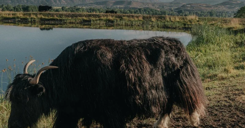 How Colorado became the unlikely epicenter of American yak ranching