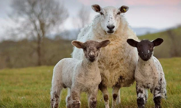 Will fake fibres and cheap meat see off the beloved British sheep?