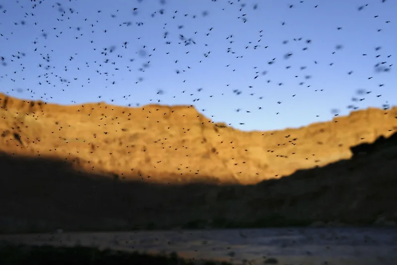 Where have all the mosquitoes gone? Parts of the US are seeing a huge drop — and that has experts worried