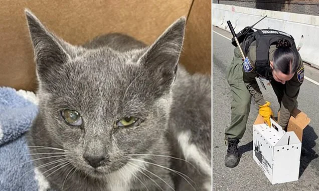 America's saddest stray kitten prompts dramatic rescue attempt after he was spotted cowering by side of freeway